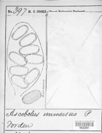 Ascobolus immersus image